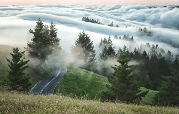 Road, trees, fog, morning