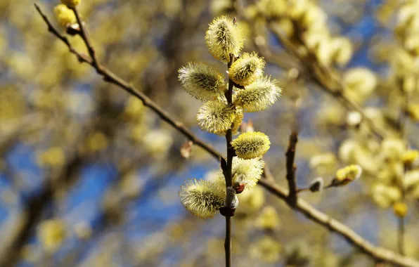 Light, branches, nature, spring, yellow, flowering, kidney, Verba