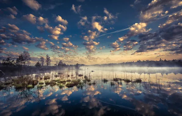 Forest, grass, clouds, fog, lake, reflection, blue, shore
