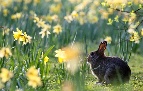 Flowers, hare, spring, daffodils