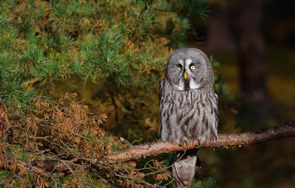 Picture forest, look, branches, the dark background, owl, bird, sitting, needles