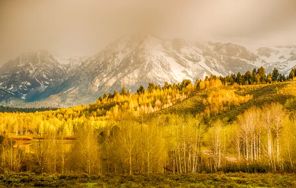 Autumn, grass, snow, trees, mountains, Wyoming, USA, Grand Teton National Park