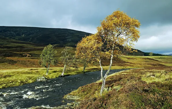 Picture landscape, river, tree