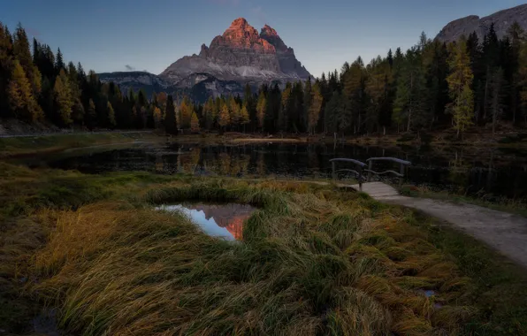 Picture forest, grass, mountains, the bridge