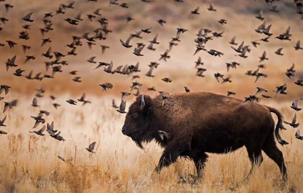 Picture birds, Utah, USA, National Park, Buffalo, The Island Of Antelope