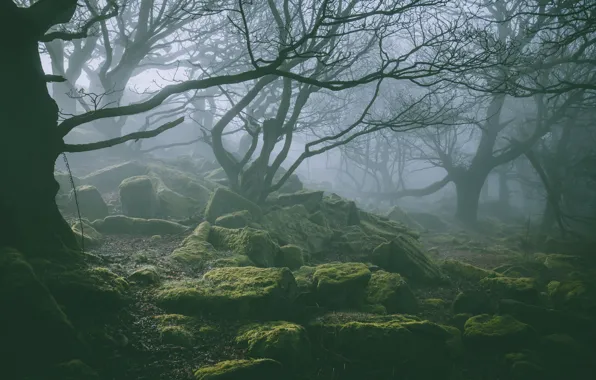Picture forest, trees, nature, fog, stones, moss