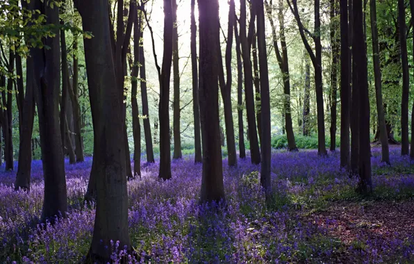 Picture forest, light, flowers, glade, spring, lilac