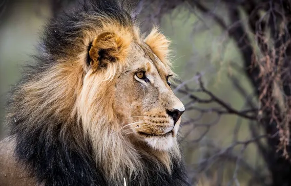 Nature, Leo, beast