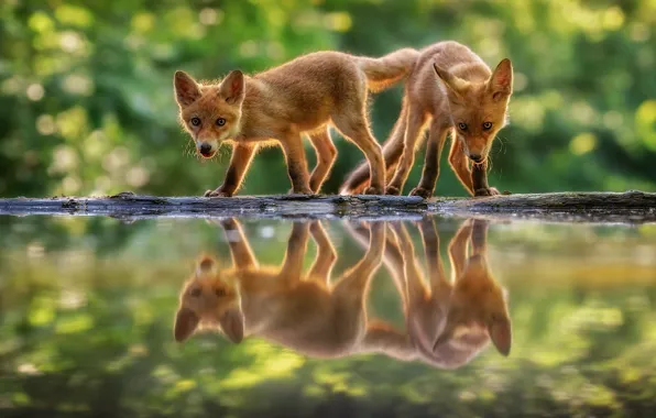 Water, reflection, bokeh, Fox