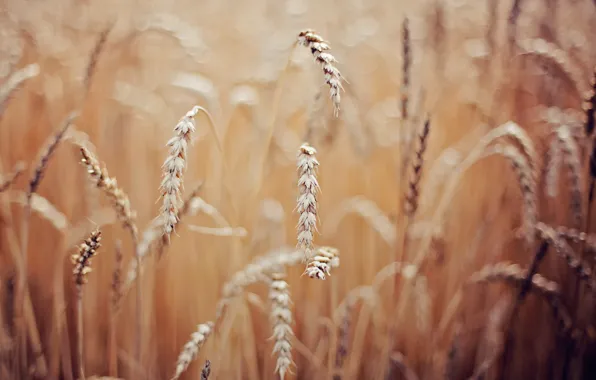 Picture wheat, macro, spikelets
