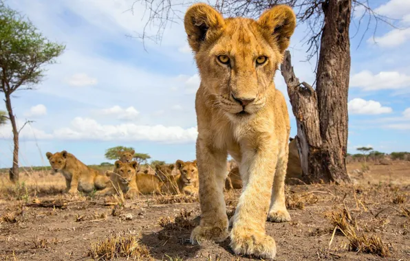 Pack, small, the cubs, lion, pride