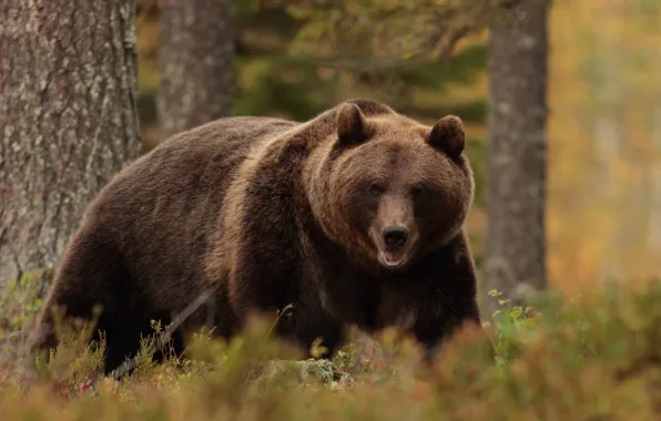 Autumn, forest, look, face, branches, pose, glade, bear