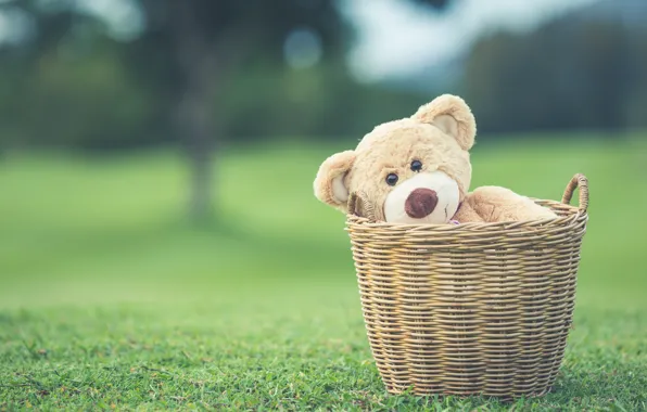 Summer, basket, toy, bear, bear, summer, vintage, bear