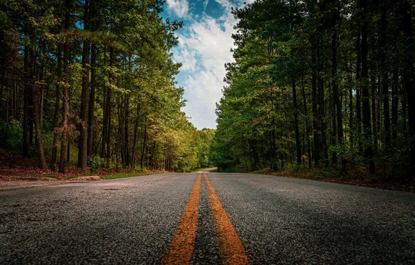 Picture road, forest, the sky, clouds, trees, landscape, nature, plants