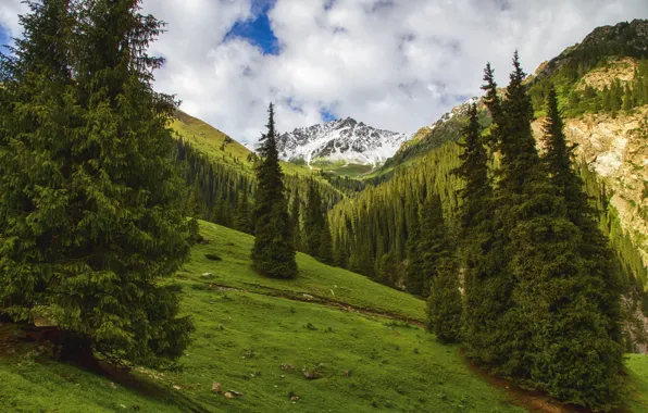Picture landscape, mountains, nature, photo, spruce, gorge, Altyn Arash, Kyrgyzstan