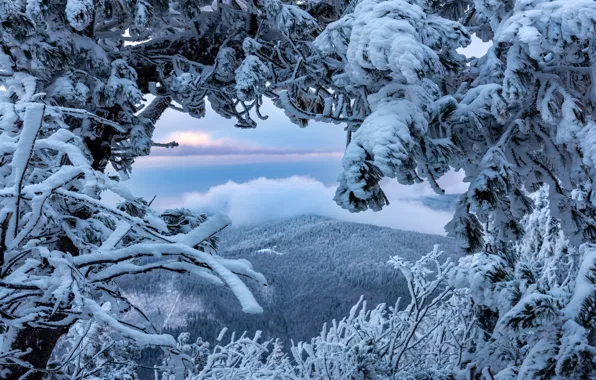 Winter, frost, forest, the sky, clouds, snow, trees, mountains