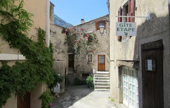 Roses, alley, ivy, the mediterranean, Provence-Alpes-Cote d'azur