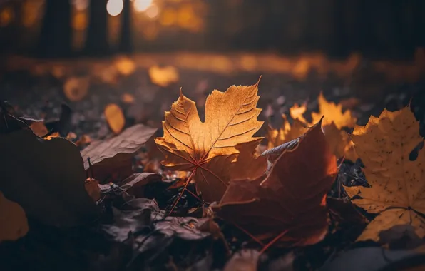 Road, autumn, forest, leaves, light, Park, rendering, glade