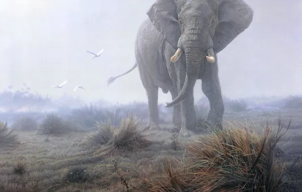 Picture grass, fog, elephant, birds.