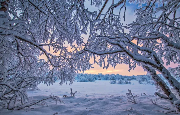 Picture winter, snow, Finland