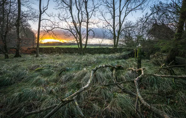 Picture grass, trees, autumn, Dawn, stone wall