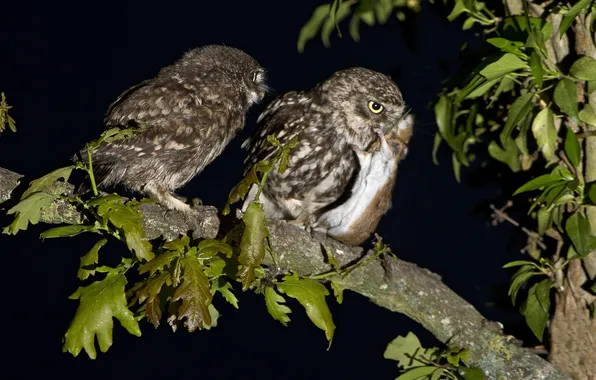 Birds, night, branch, chick, mining, brownies owls