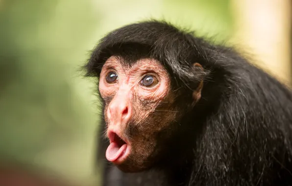 Nature, background, Black spider monkey