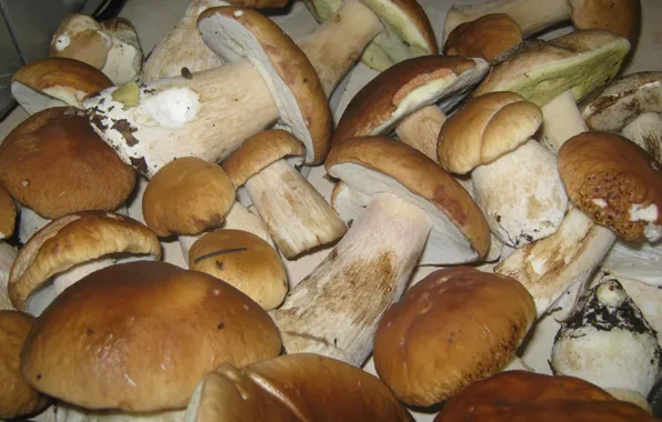 Nature, food, Mushrooms, hats, legs, timber harvest, Mushrooms