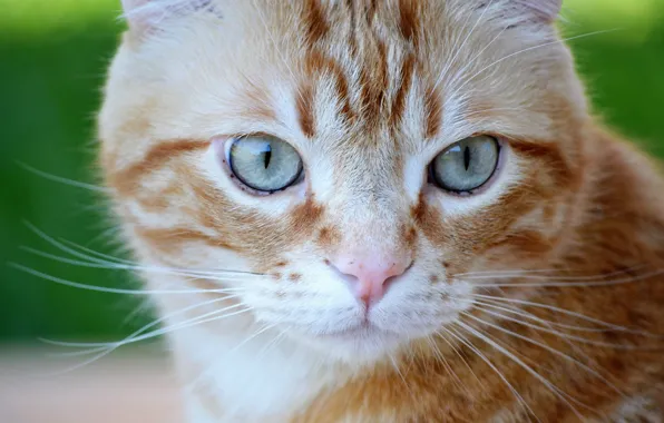 Cat, eyes, cat, look, portrait, red, muzzle, cat