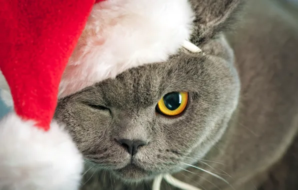 Picture cat, cat, face, yellow, eyes, grey, hat, New Year
