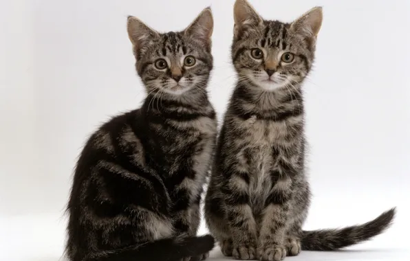 Kittens, grey, Duo