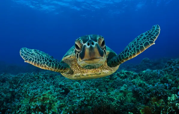 Picture sea, eyes, face, water, sea turtle