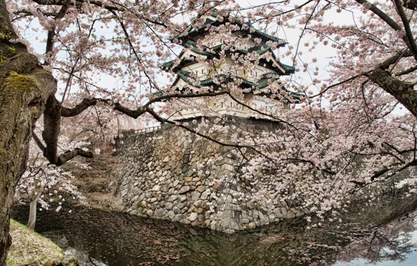Picture water, trees, reflection, stones, spring, Japan, Sakura, masonry