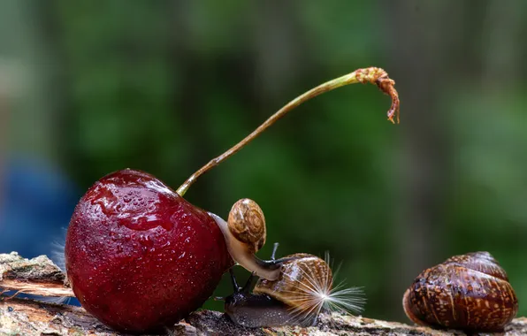 Macro, snail, cherry, bokeh, Oksana Makarova