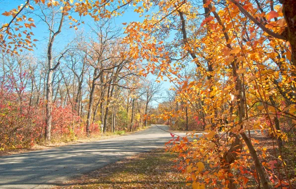 Picture autumn, the sky, leaves, trees, branches, Park, track