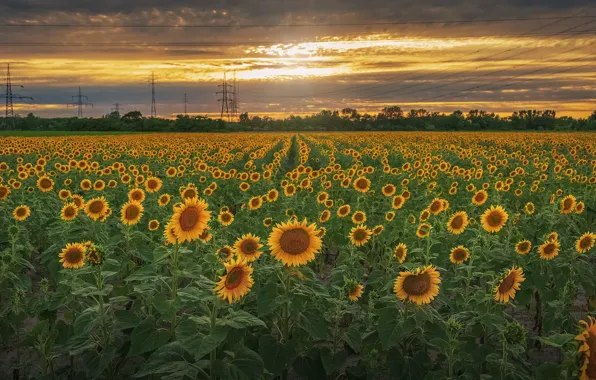 Field, summer, the sky, the sun, clouds, sunflowers, sunset, flowers