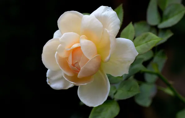 Flowers, background, roses, buds