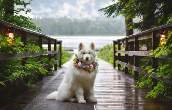 Look, pose, dog, white, face, Samoyed