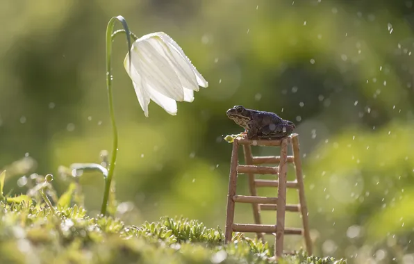 Flower, rain, frog, ladder, Tatiana Fedenkova, Grouse checkerboard white