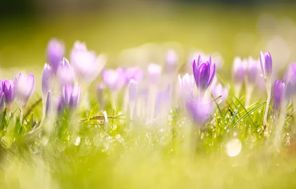 Greens, grass, light, flowers, glade, blur, spring, crocuses
