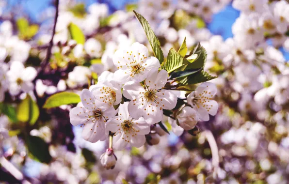 Macro, flowers, nature, cherry, branch, spring, buds, flowering