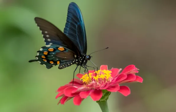 Picture flower, butterfly, paint, wings, petals, moth