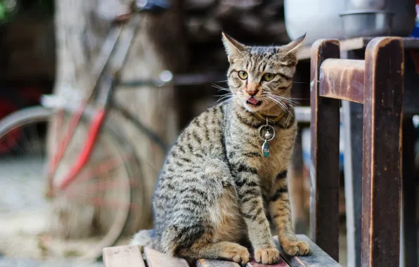 Language, cat, cat, look, bike, pose, grey, background