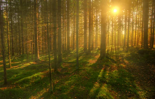 Picture forest, the sun, trees, rays. summer