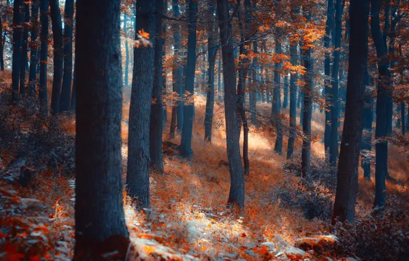 Forest, light, trees, nature