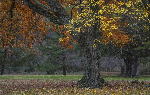Autumn, forest, branches, Park, tree, foliage, falling leaves