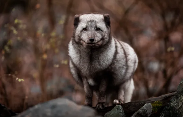 Look, branches, nature, stones, grey, Fox