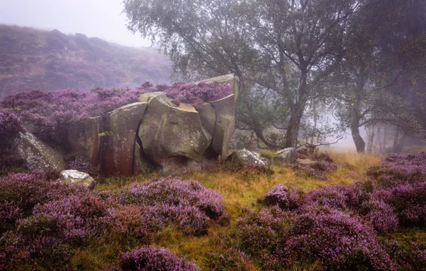 Trees, nature, stones, vegetation, boulders, England, Heather, Derbyshire