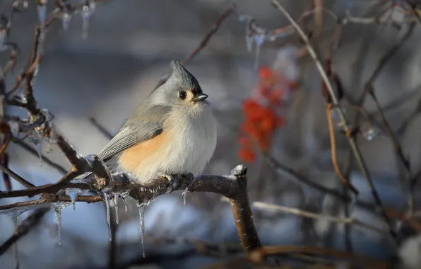 Winter, branches, nature, bird, icicles, ostrogothia tit