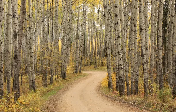 Picture colorful, forest, road, trees, beautiful, autumn, leaves, leaf